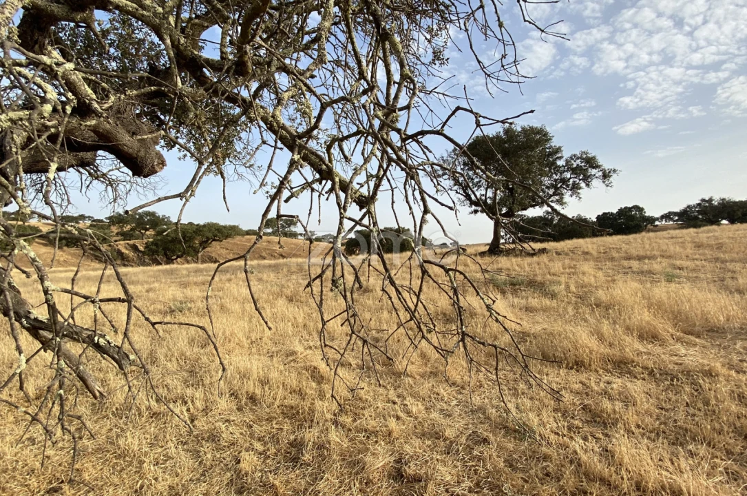 Terreno para Venda em Cabeça Gorda Foto 26