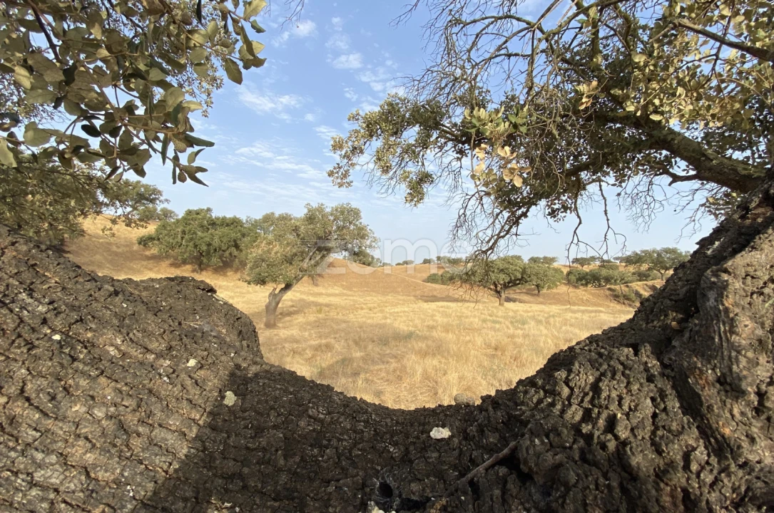 Terreno para Venda em Cabeça Gorda Foto 27