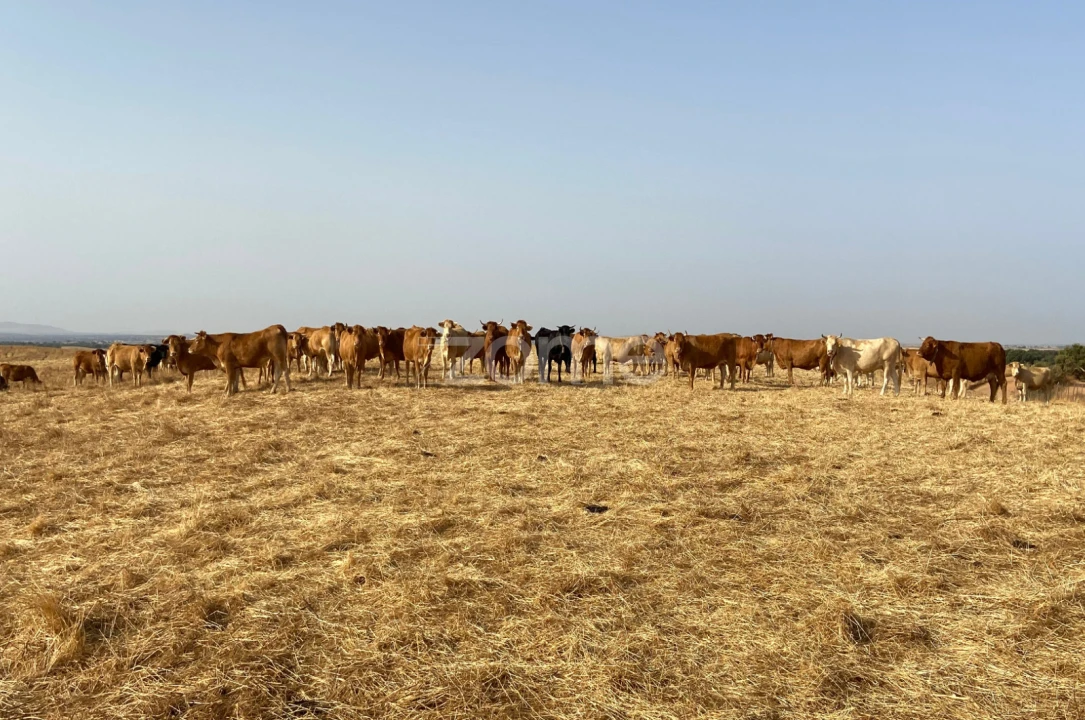 Terreno para Venda em Cabeça Gorda Foto 30