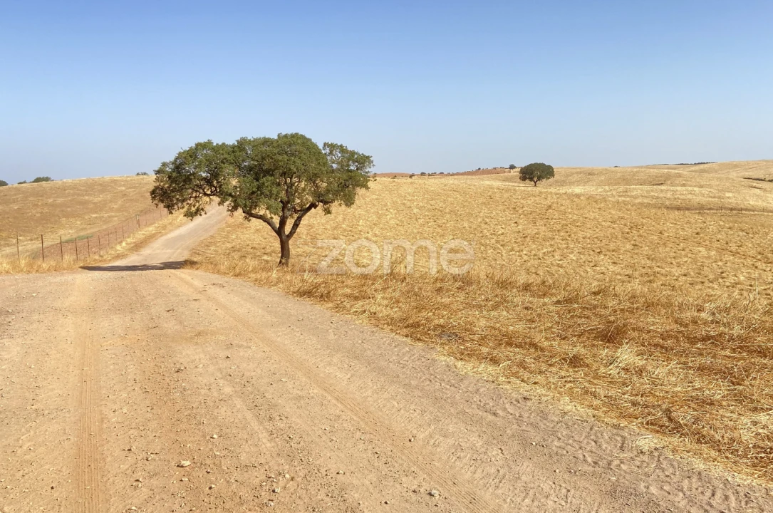 Terreno para Venda em Cabeça Gorda Foto 15
