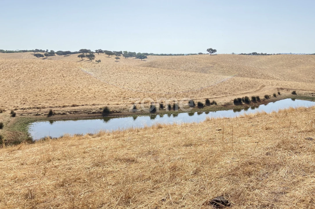 Terreno para Venda em Cabeça Gorda Foto 14