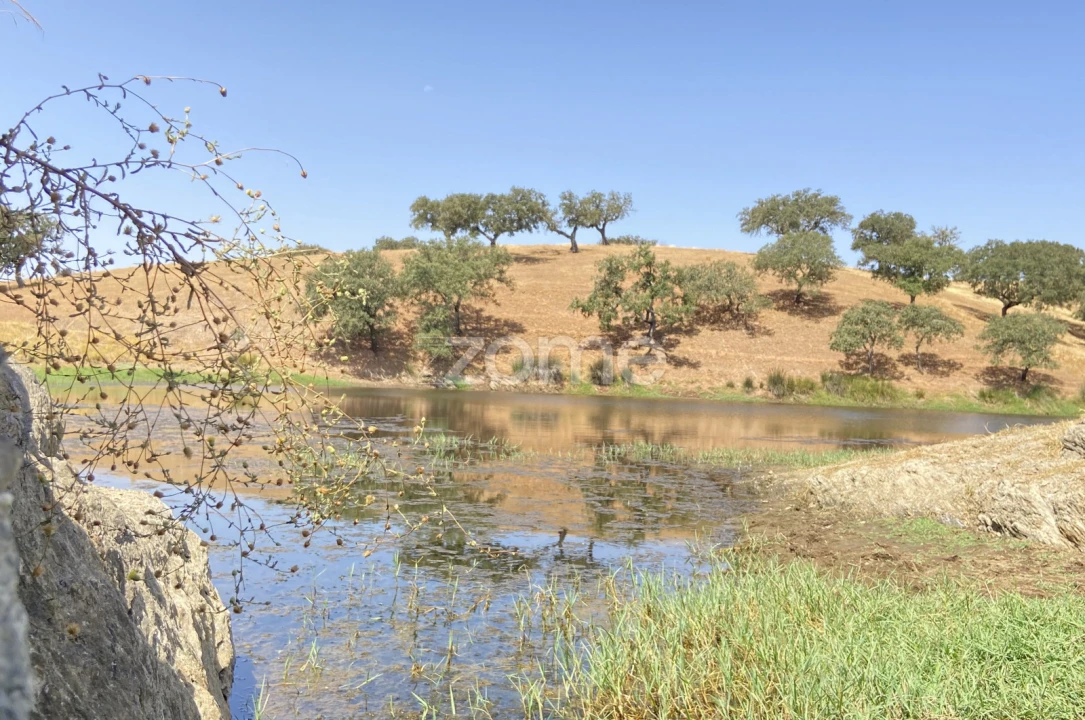 Terreno para Venda em Cabeça Gorda Foto 18