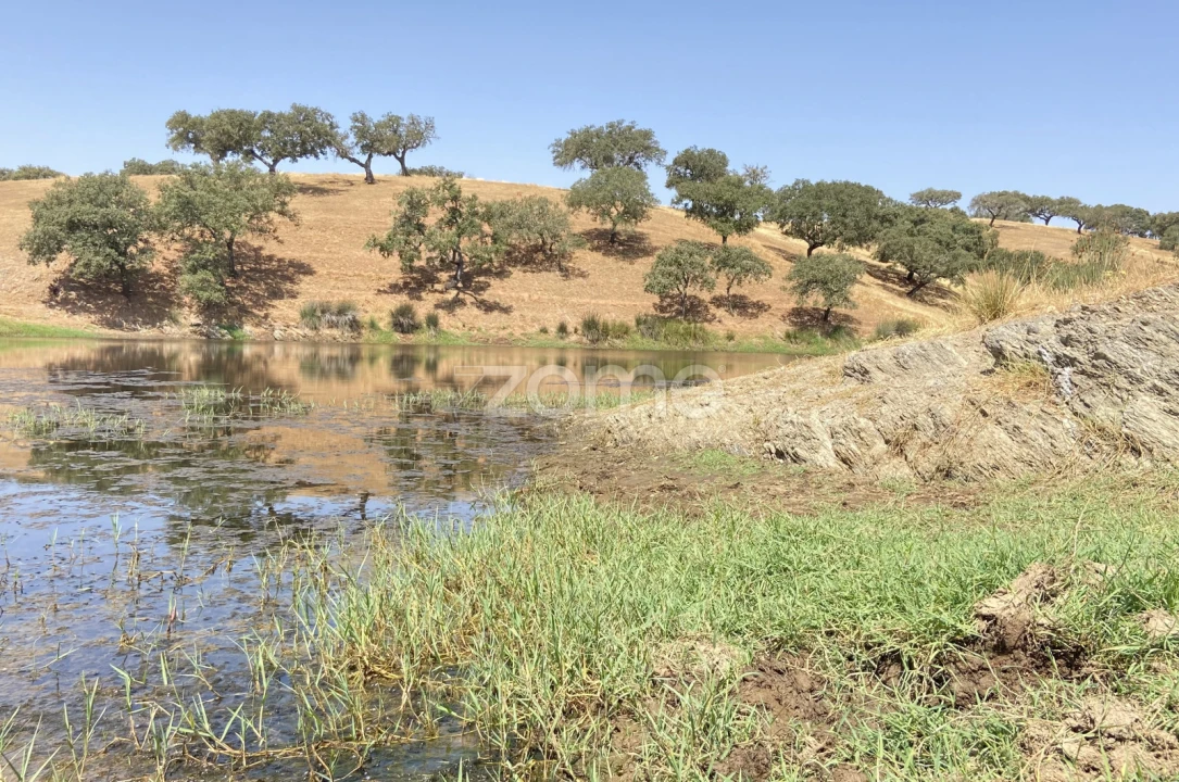 Terreno para Venda em Cabeça Gorda Foto 19
