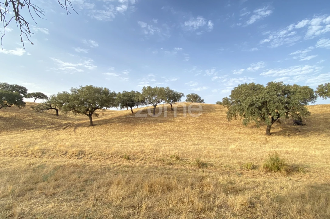 Terreno para Venda em Cabeça Gorda Foto 20