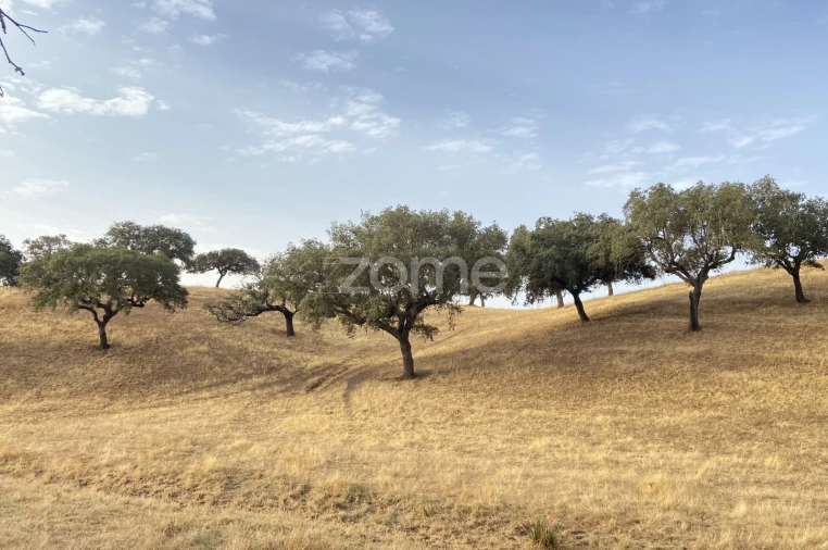 Terreno para Venda em Cabeça Gorda Foto 21