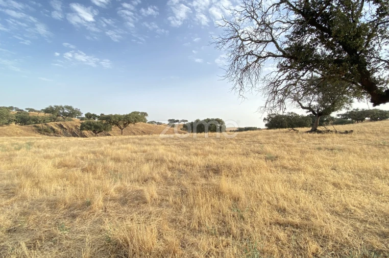 Terreno para Venda em Cabeça Gorda Foto 23