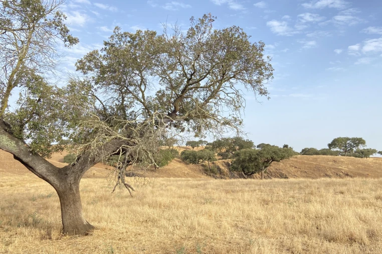Terreno para Venda em Cabeça Gorda Foto 25