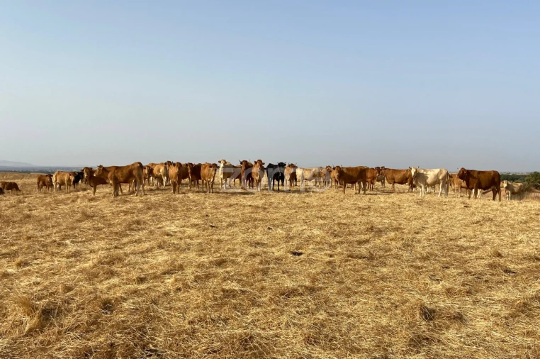 Terreno para Venda em Cabeça Gorda Foto 30