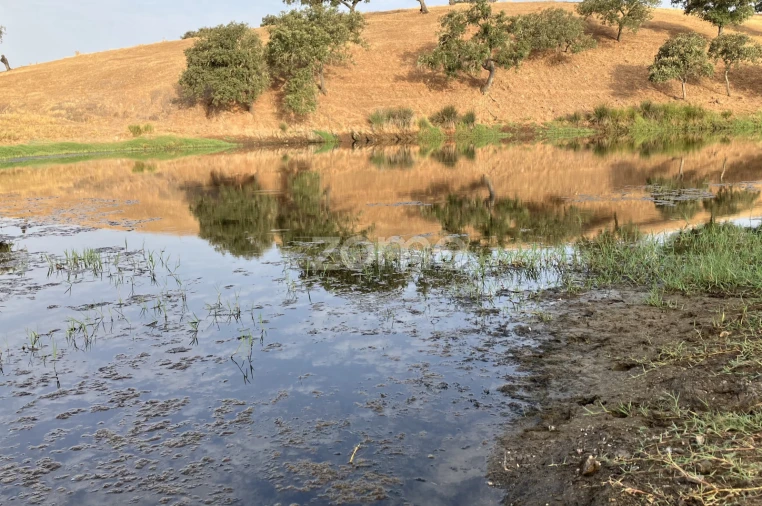 Terreno para Venda em Cabeça Gorda Foto 12