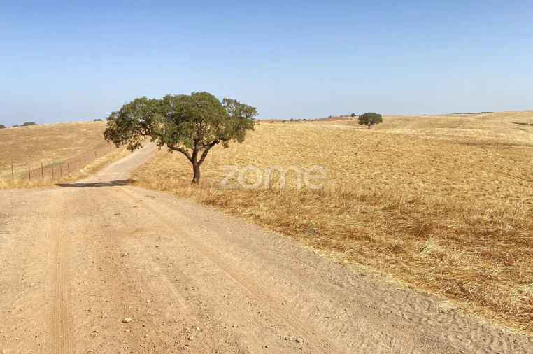 Terreno para Venda em Cabeça Gorda Foto 15