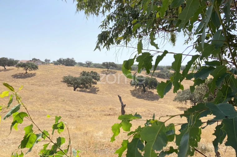 Terreno para Venda em Cabeça Gorda Foto 16