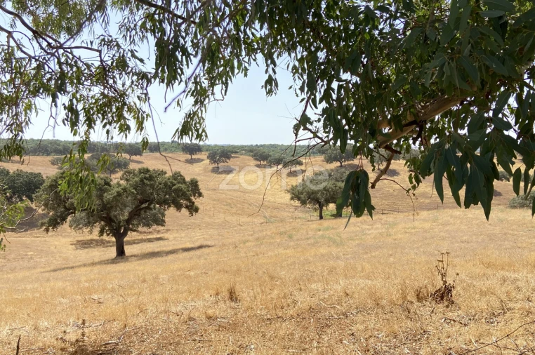 Terreno para Venda em Cabeça Gorda Foto 17