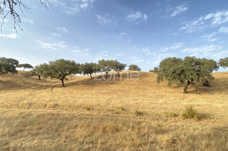 Terreno para Venda em Cabeça Gorda Foto 20