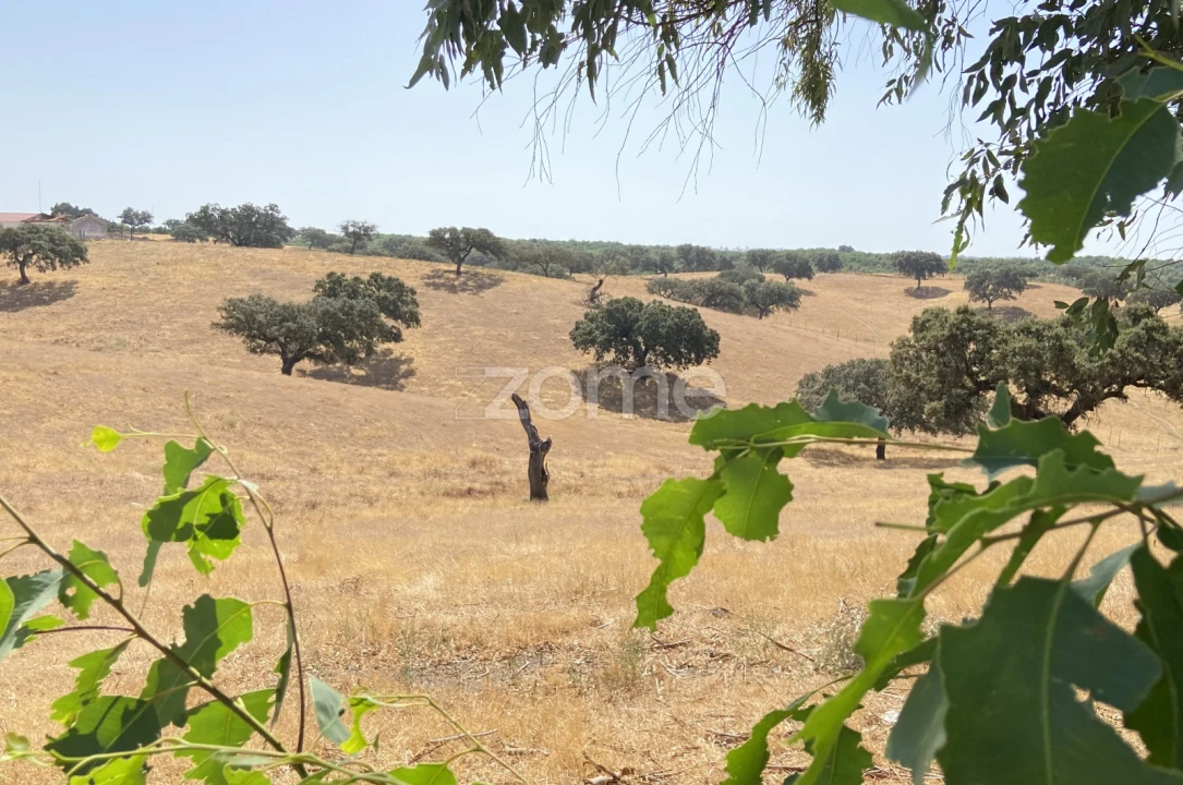 Terreno para Venda em Cabeça Gorda Foto 1