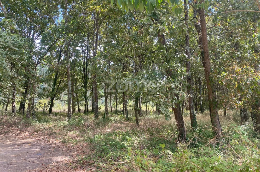 Terreno para Venda em Aguada de Cima Foto 8