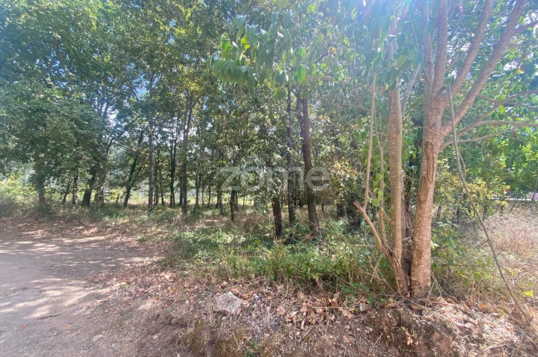 Terreno para Venda em Aguada de Cima Foto 17