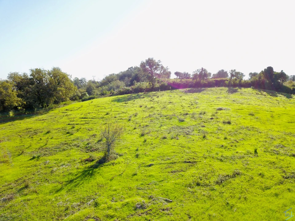 Terreno para Venda em São Pedro de Tomar Foto 25