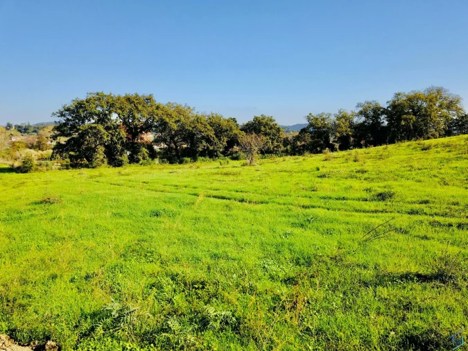 Terreno para Venda em São Pedro de Tomar Foto 7