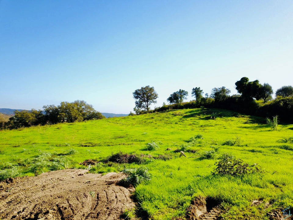 Terreno para Venda em São Pedro de Tomar Foto 15