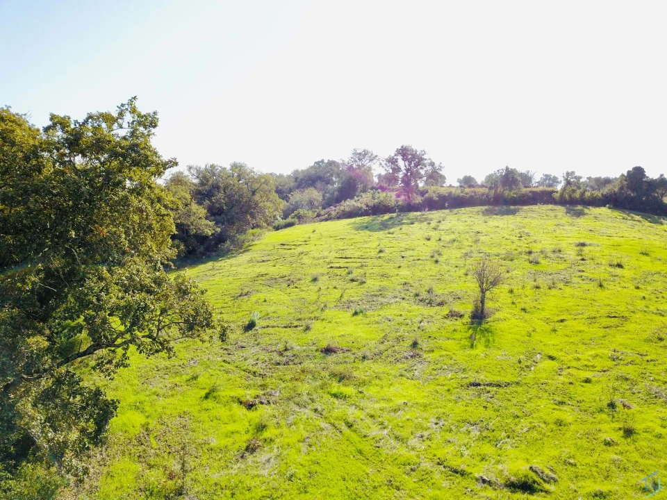 Terreno para Venda em São Pedro de Tomar Foto 6
