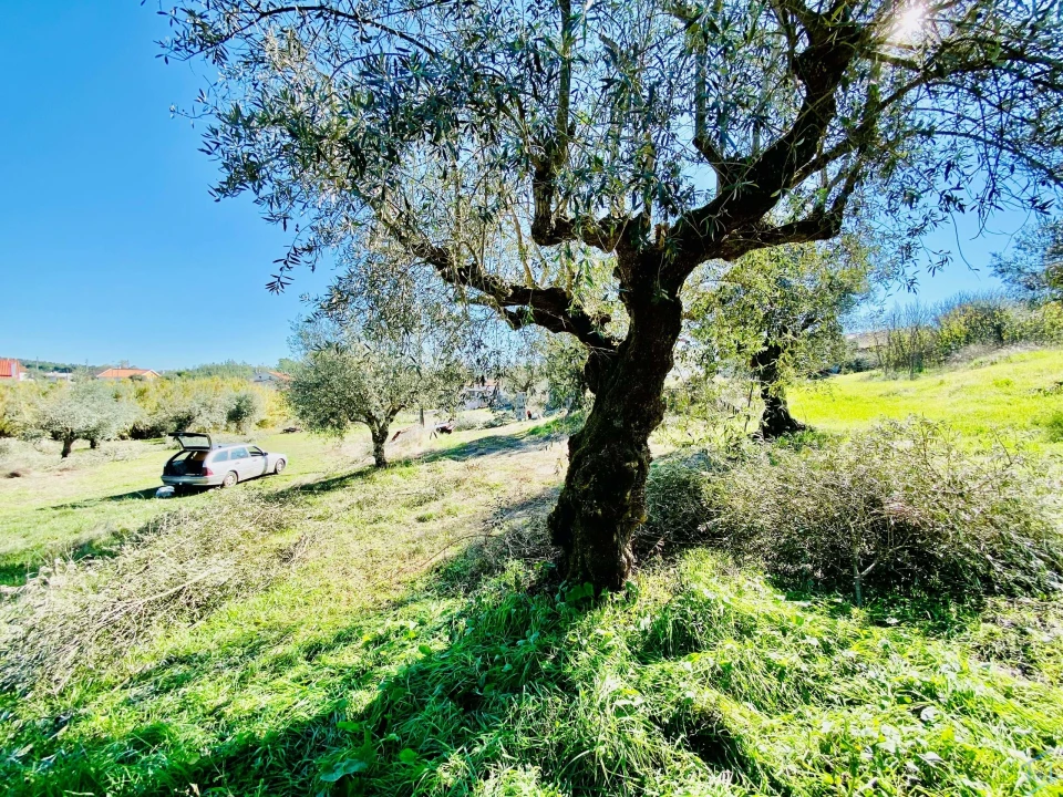 Terreno para Venda em Asseiceira Foto 9