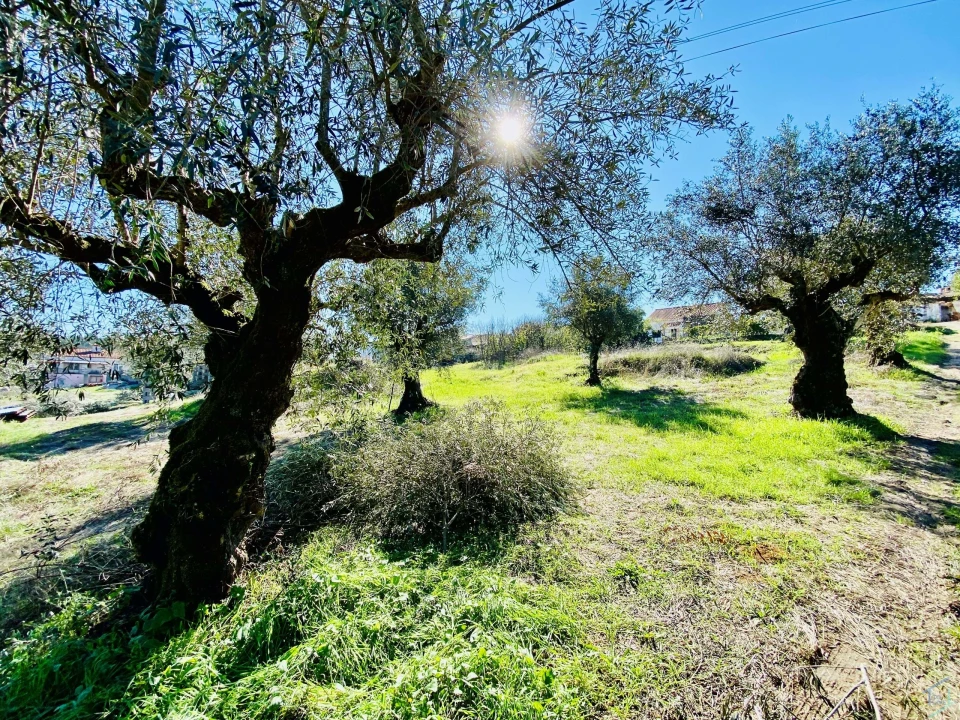 Terreno para Venda em Asseiceira Foto 6