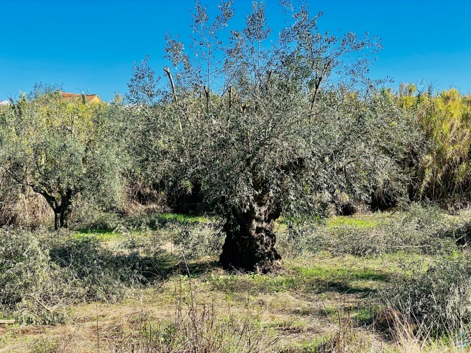 Terreno para Venda em Asseiceira Foto 5