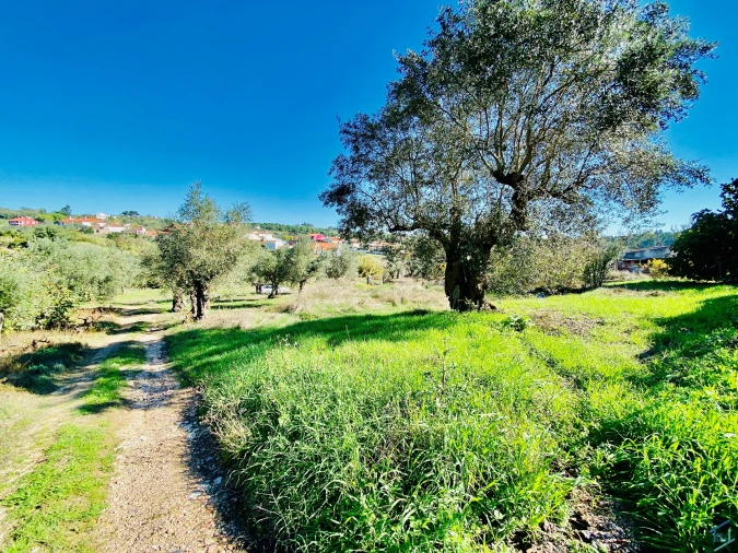 Terreno para Venda em Asseiceira Foto 13