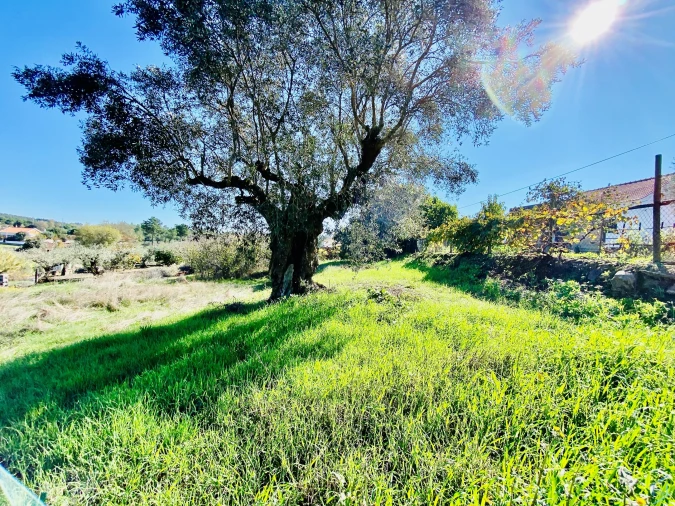Terreno para Venda em Asseiceira Foto 11