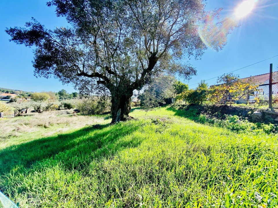 Terreno para Venda em Asseiceira Foto 11