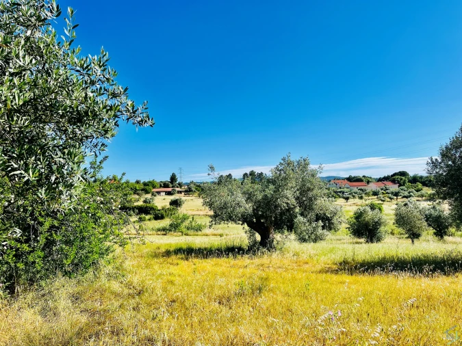 Terreno para Venda em São Pedro de Tomar Foto 4