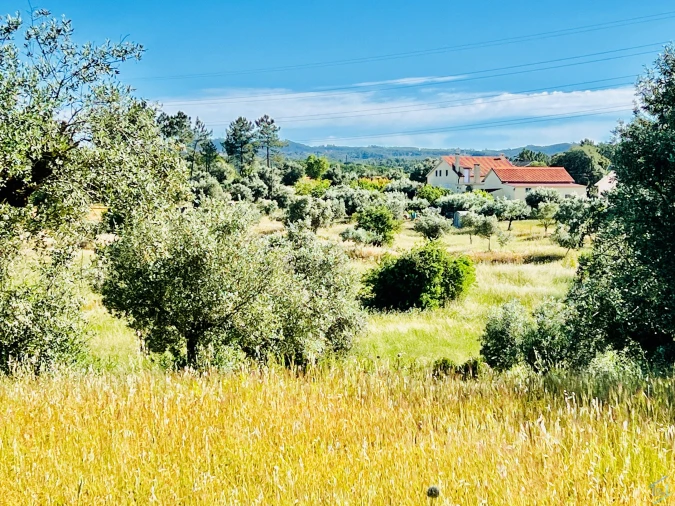 Terreno para Venda em São Pedro de Tomar Foto 3