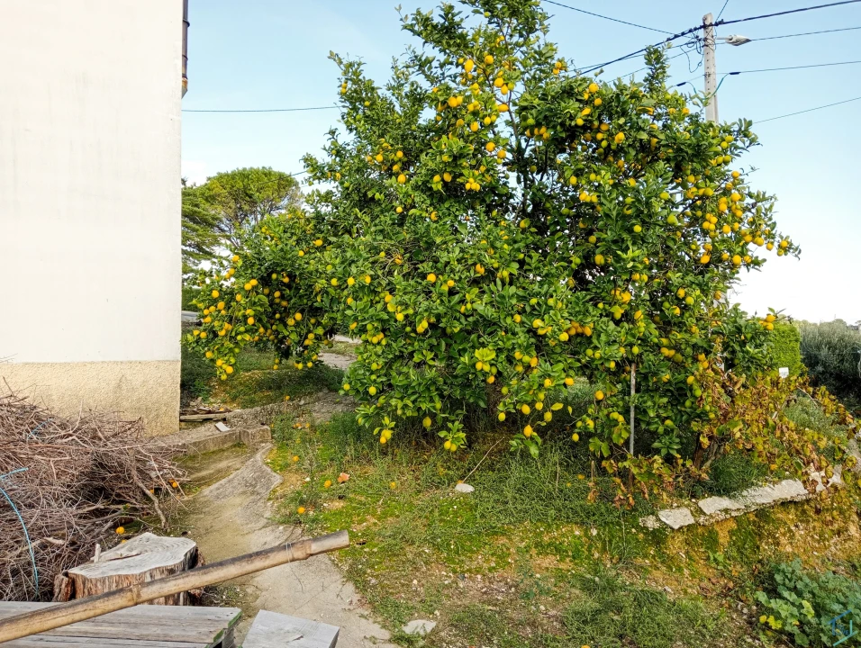 Negócio para Venda em Madalena e Beselga Foto 12