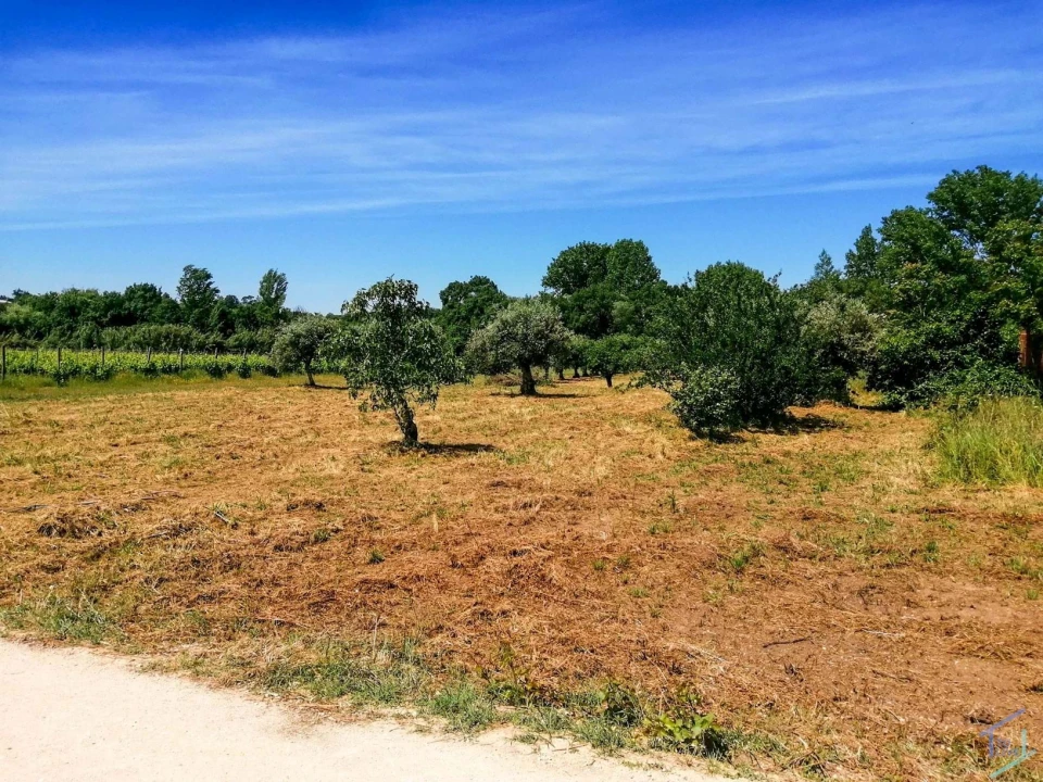 Terreno Agricola ou Rústico para Venda em São Pedro de Tomar Foto 14
