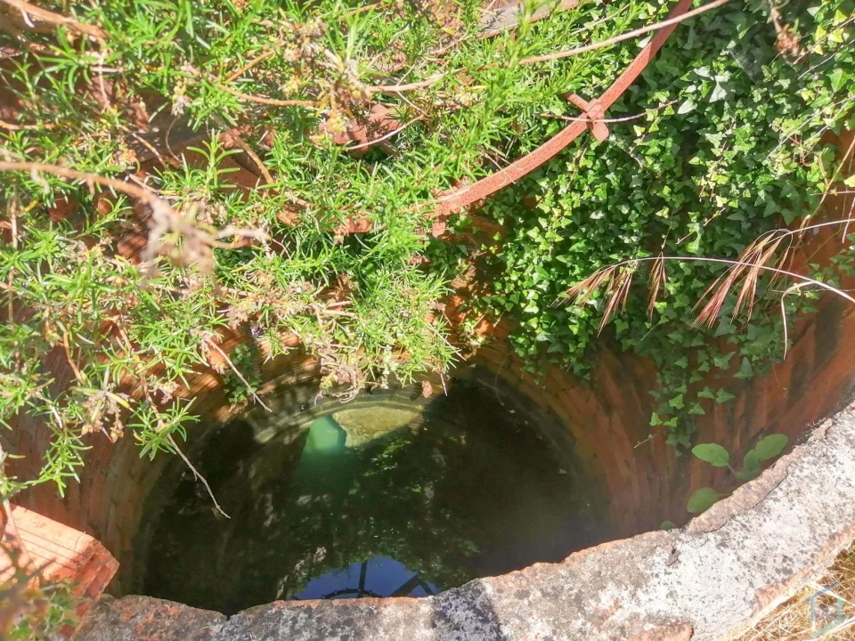 Terreno Agricola ou Rústico para Venda em São Pedro de Tomar Foto 13