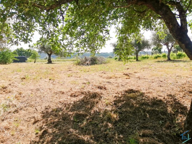 Terreno Agricola ou Rústico para Venda em São Pedro de Tomar Foto 9