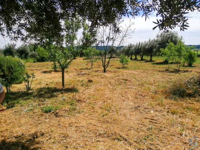 Terreno Agricola ou Rústico para Venda em São Pedro de Tomar Foto 7