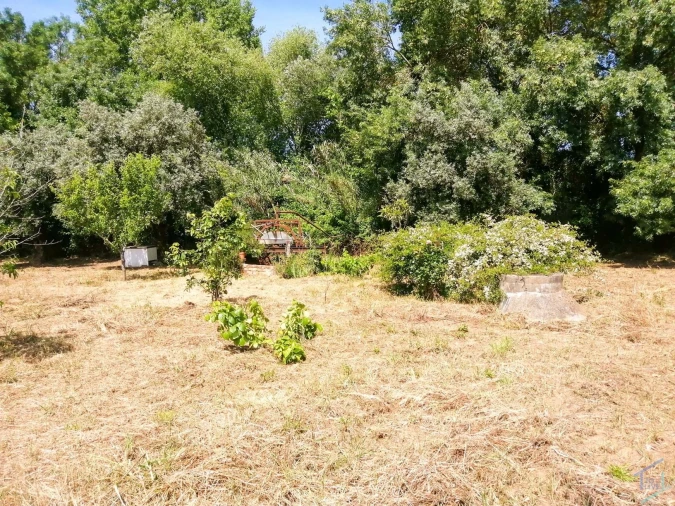 Terreno Agricola ou Rústico para Venda em São Pedro de Tomar Foto 16