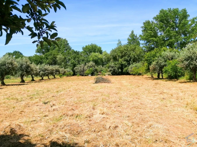 Terreno Agricola ou Rústico para Venda em São Pedro de Tomar Foto 11