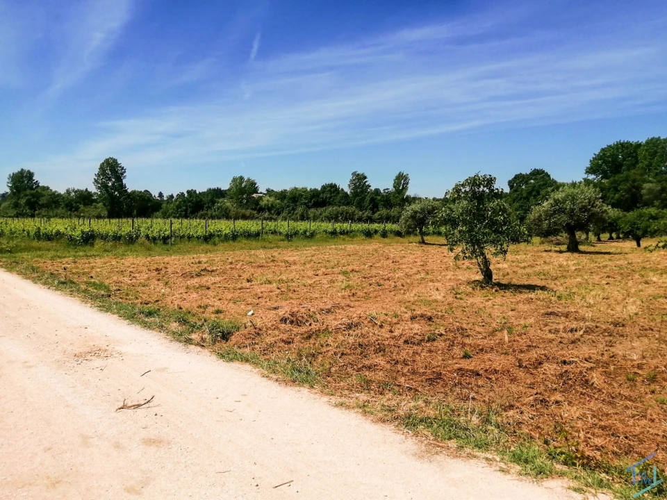 Terreno Agricola ou Rústico para Venda em São Pedro de Tomar Foto 18