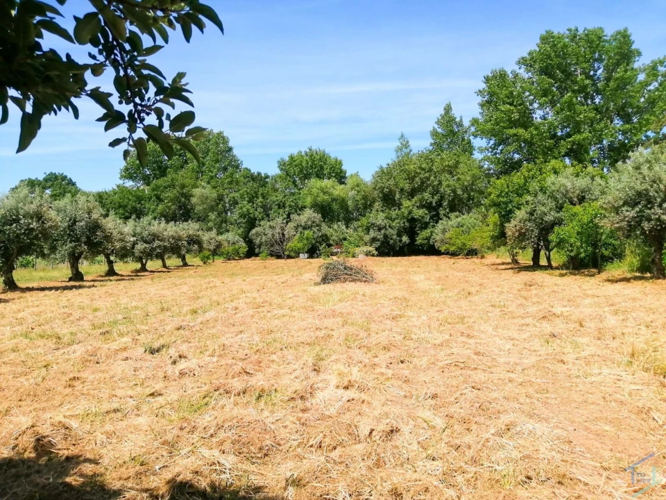 Terreno Agricola ou Rústico para Venda em São Pedro de Tomar Foto 11