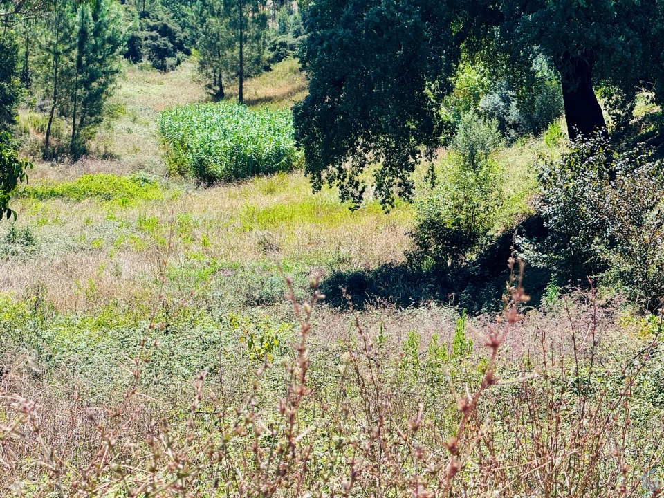Terreno Agricola ou Rústico para Venda em Asseiceira Foto 6