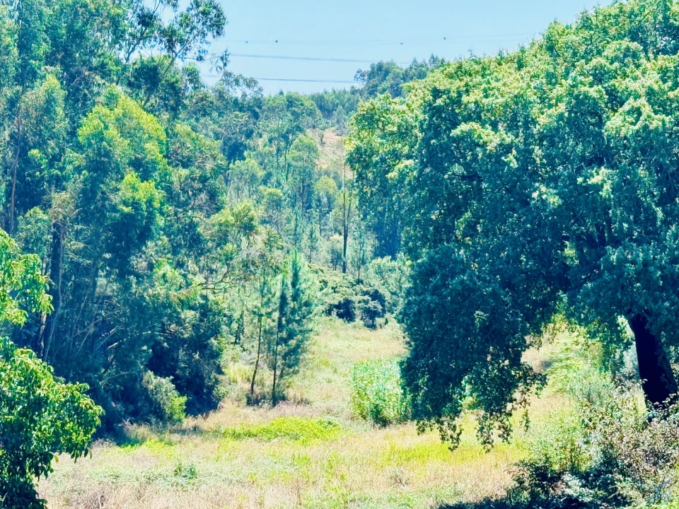 Terreno Agricola ou Rústico para Venda em Asseiceira Foto 12