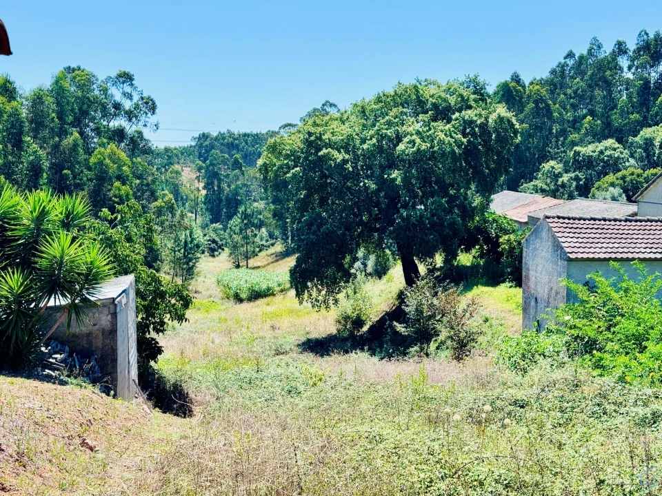 Terreno Agricola ou Rústico para Venda em Asseiceira Foto 13