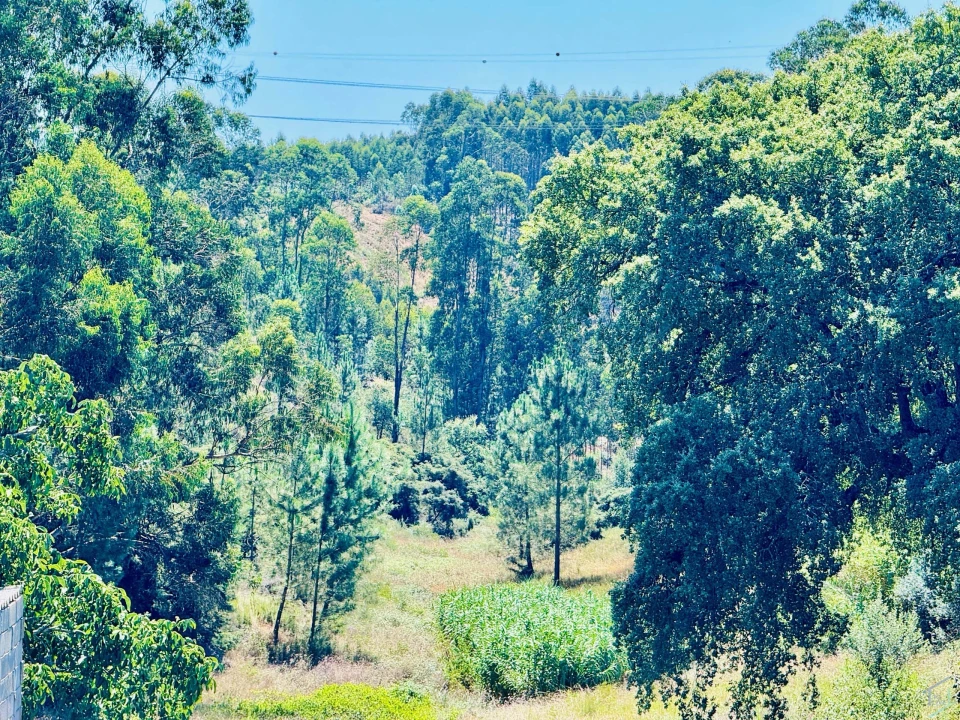 Terreno Agricola ou Rústico para Venda em Asseiceira Foto 10