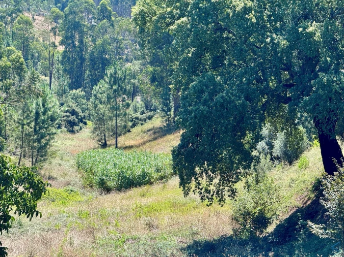 Terreno Agricola ou Rústico para Venda em Asseiceira Foto 14