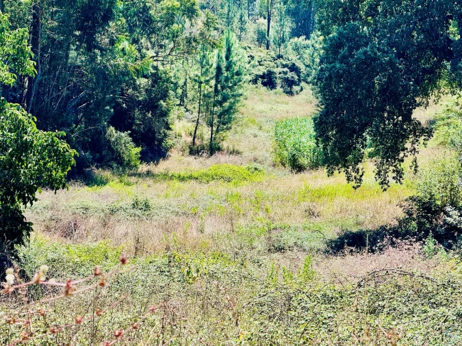 Terreno Agricola ou Rústico para Venda em Asseiceira Foto 7