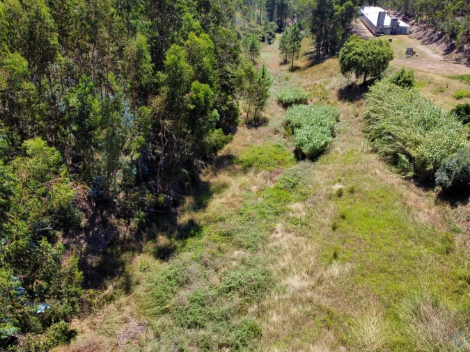 Terreno Agricola ou Rústico para Venda em Asseiceira Foto 4