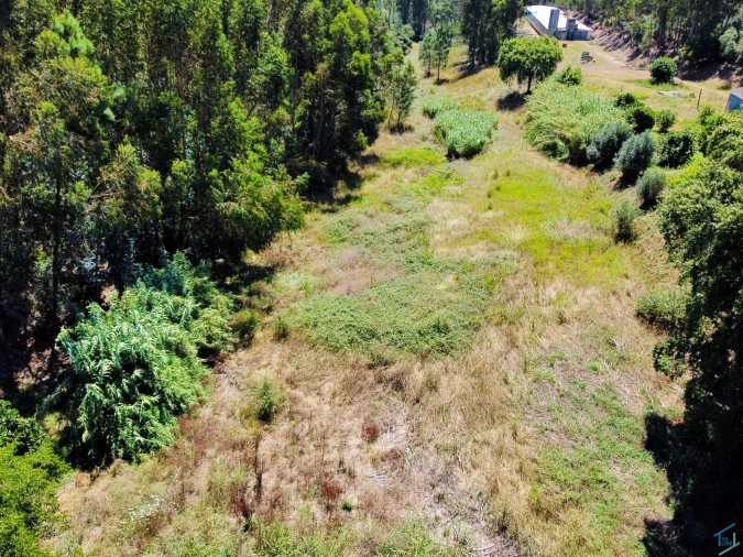 Terreno Agricola ou Rústico para Venda em Asseiceira Foto 3
