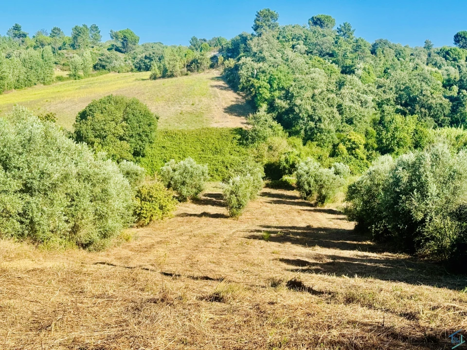 Terreno Agricola ou Rústico para Venda em Paialvo Foto 20